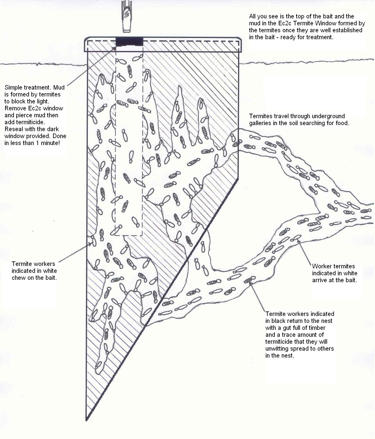 Images Of Termites